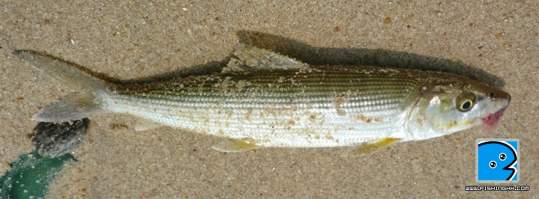 P1030390ed.jpg