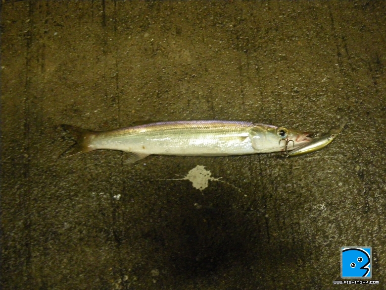 IMGP0746.JPG