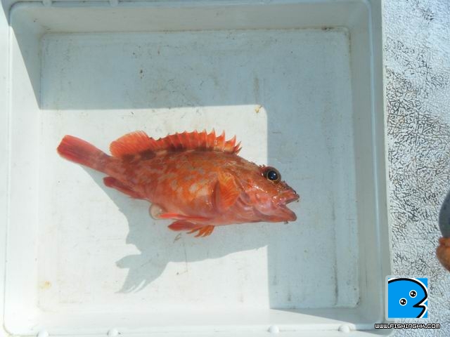 調整大小DSCF0905.JPG