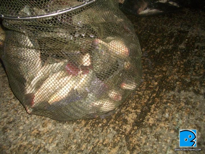 我的魚獲