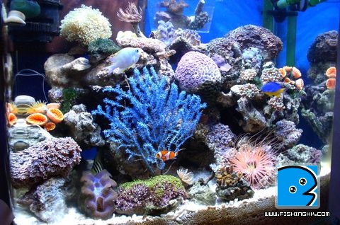 6Reef_5.jpg