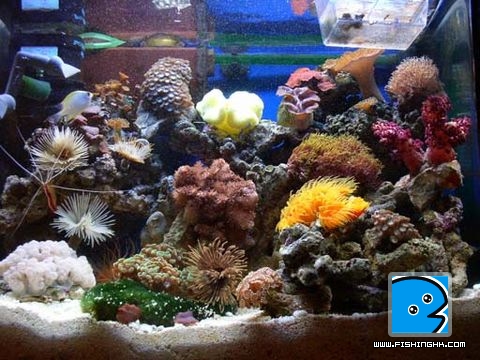 3Reef_2.jpg