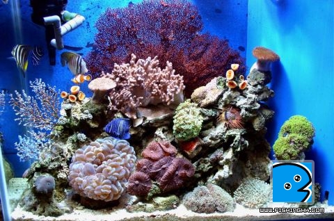 7Reef_6.jpg