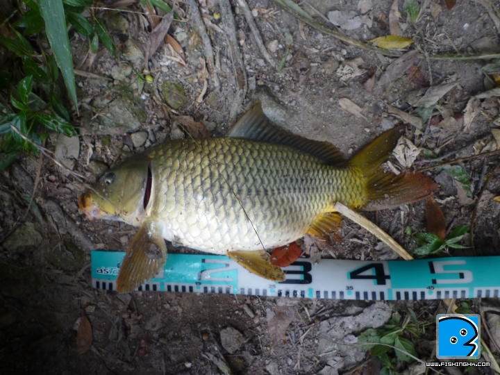 勝哥大鯉魚