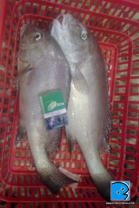 幾條魚 007.jpg