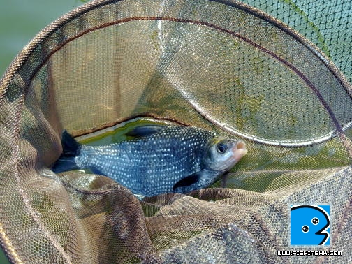 邊魚.JPG
