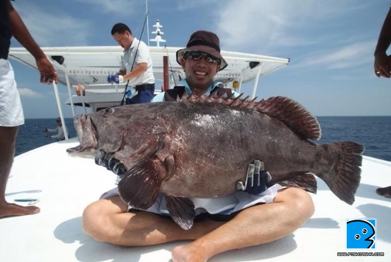 Maldives Grouper.jpg