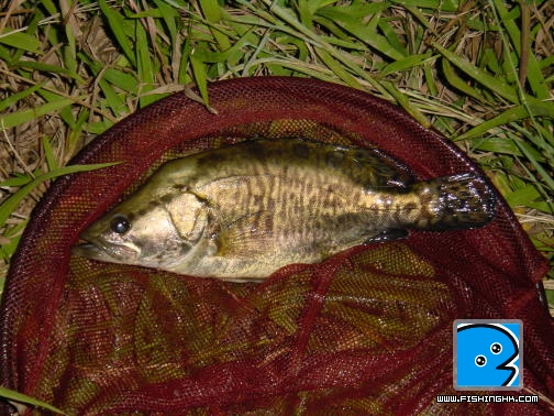 桂花魚.jpg