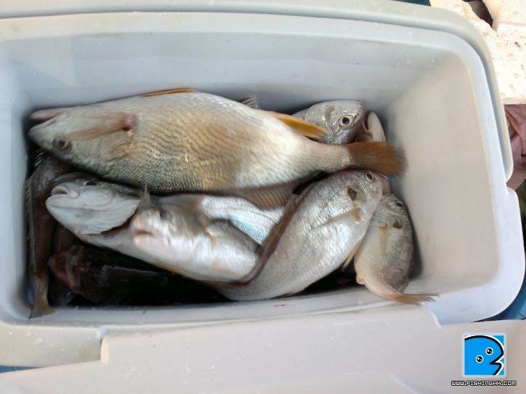 fish1.jpg