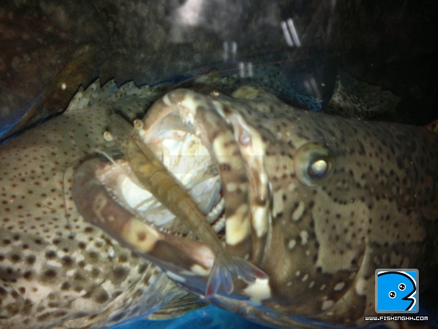fish.jpg