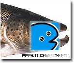 Sea-trout-cockfish.jpg