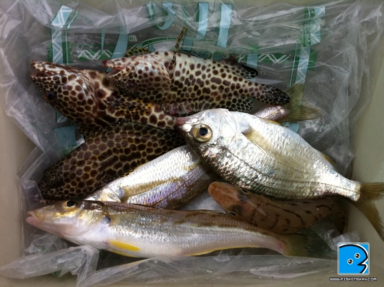 小魚兒2
