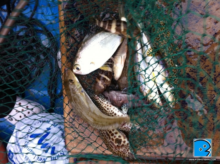 小魚兒