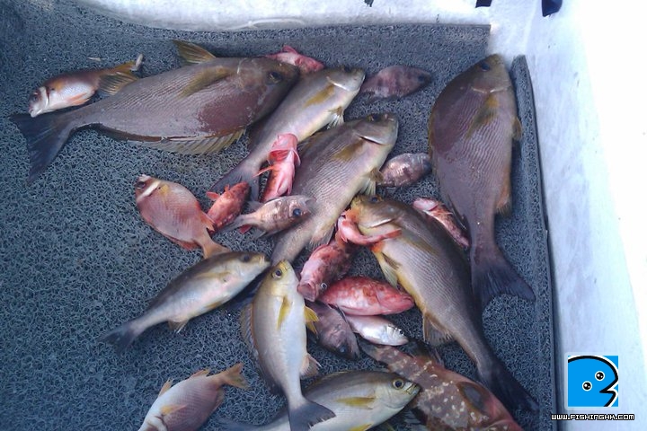 火石洲魚獲.jpg