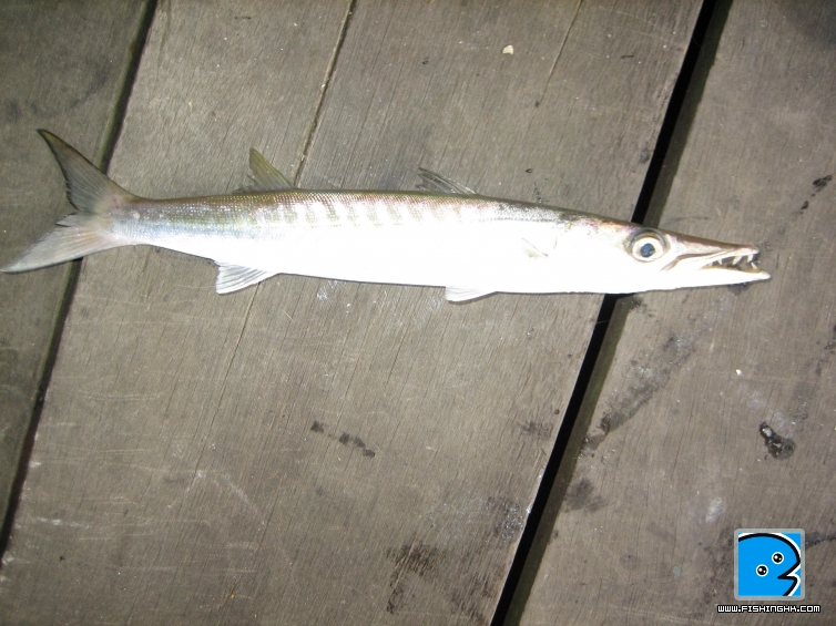 baracuda