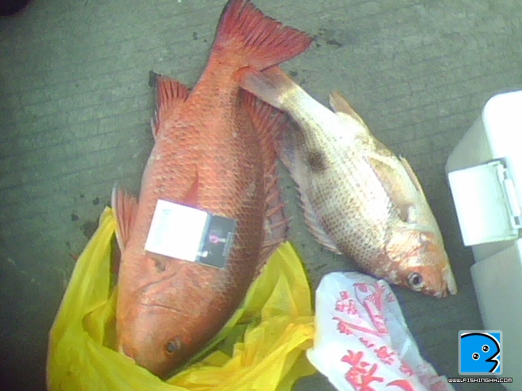 IMG0127A.jpg