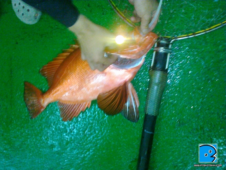 南油遠井 019.jpg