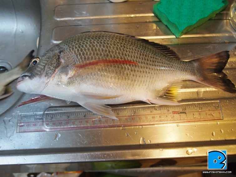 36cm