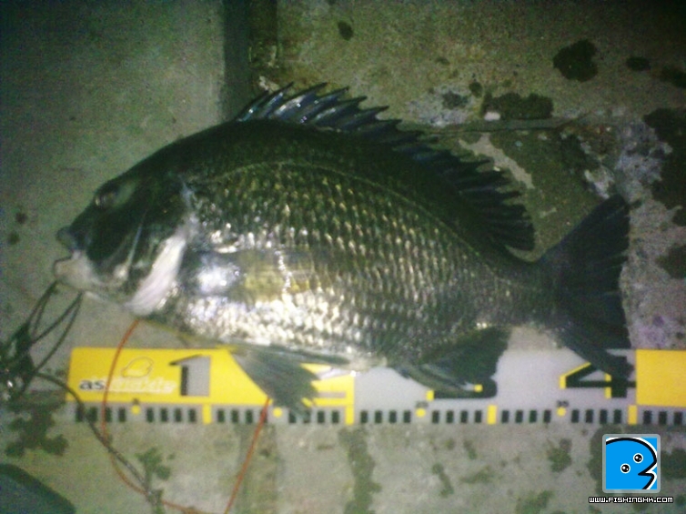 over 40cm