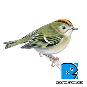 Goldcrest male.jpg