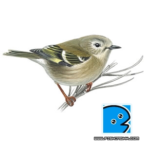 Goldcrest female.jpg