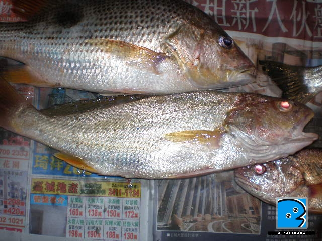 26一6一11夜水 013.JPG
