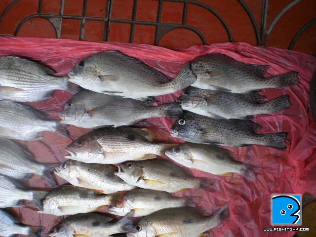 27一6一2011 015.JPG