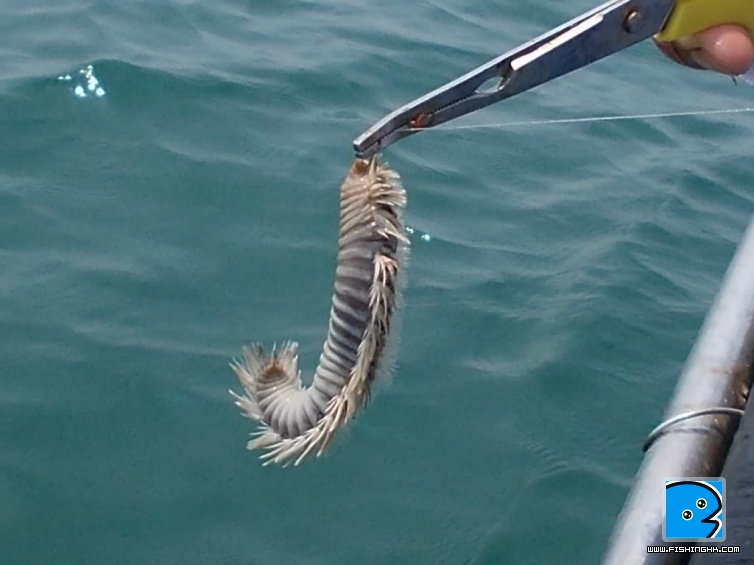 20110726_5e9c7ae611dd40a1a6fbx65Iph7Uialt.jpg