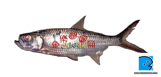大眼海鰱-2.jpg