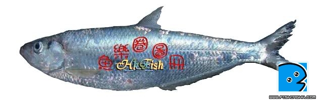 曹白.jpg