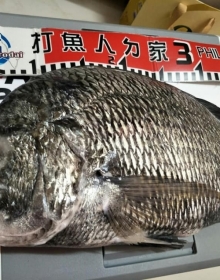 野場磯釣黑鯛