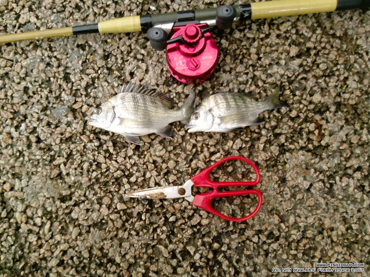 兩條.. 不過不失!