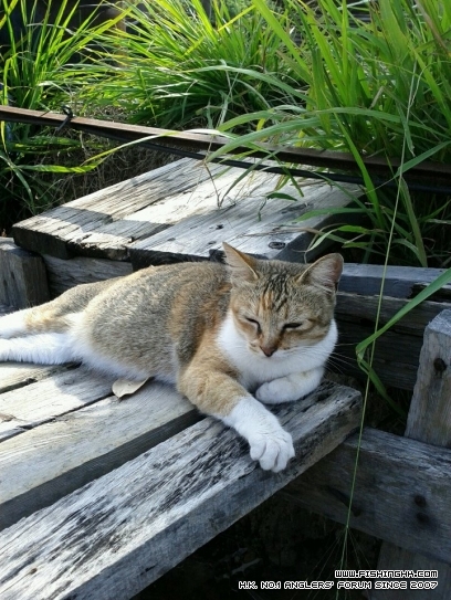 食完魚在烚眼瞓的貓