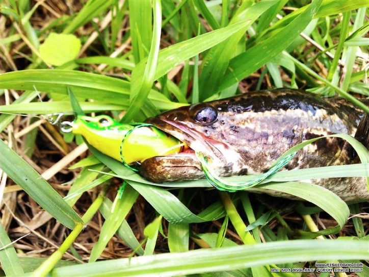 IMAG0725 (Medium).jpg