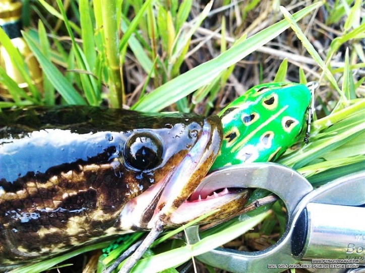 IMAG0752 (Medium).jpg