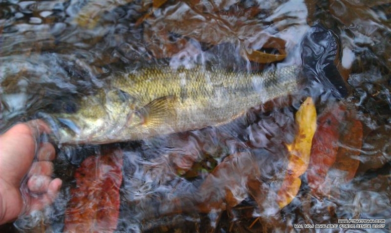 IMAG2424 (Medium).jpg