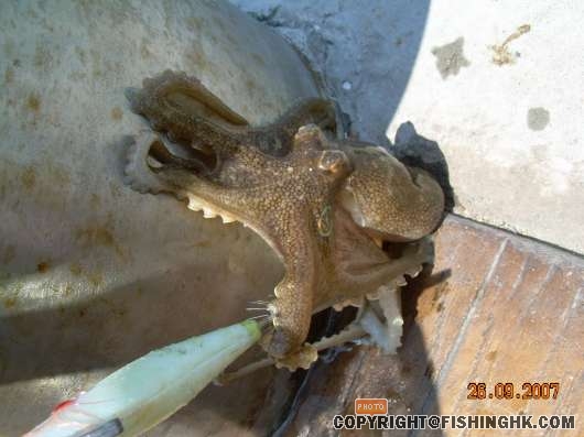 高流愛躉的了了