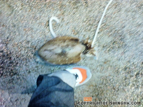 魷.JPG
