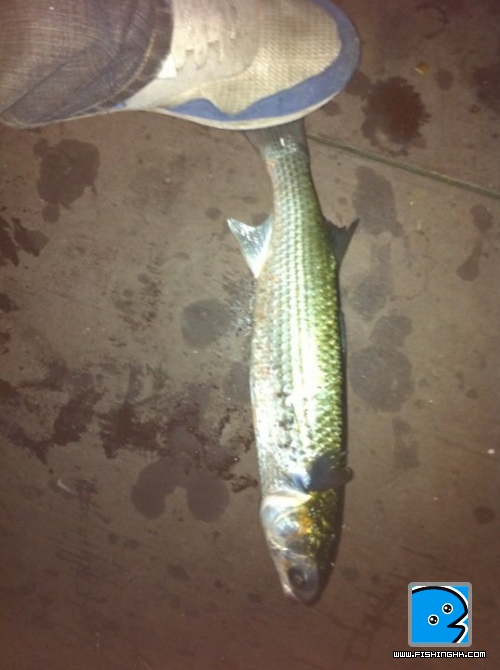 好生猛,踩住佢條尾先影到