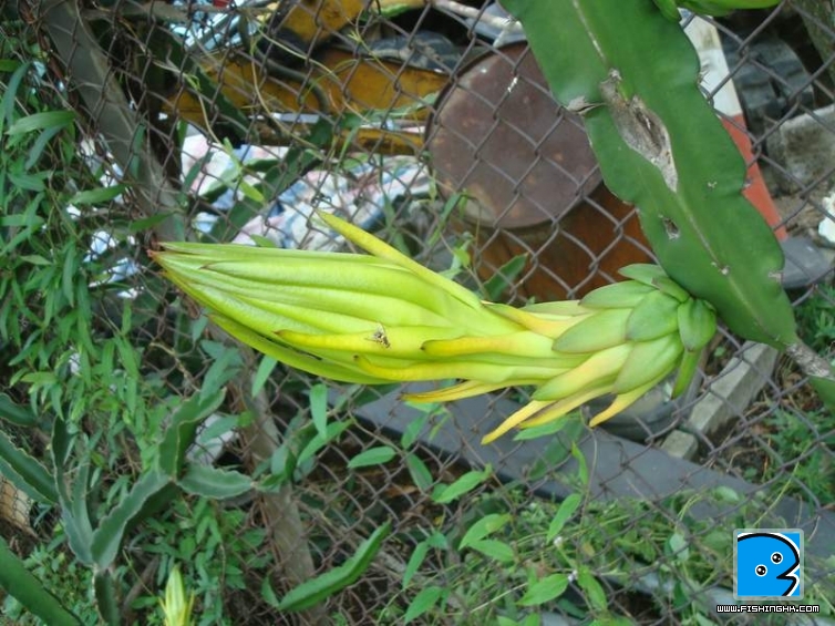 DSC03251.JPG