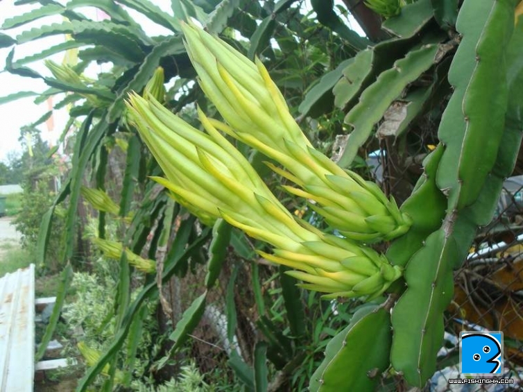 DSC03250.JPG